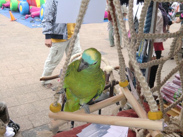 2011-07-30 braderie HvH